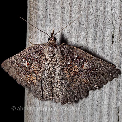 Apodasmia rufonigraria, Geometridae, Tasmania, moth