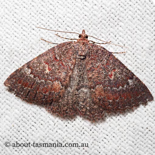 Apodasmia rufonigraria, Geometridae, Tasmania, moth