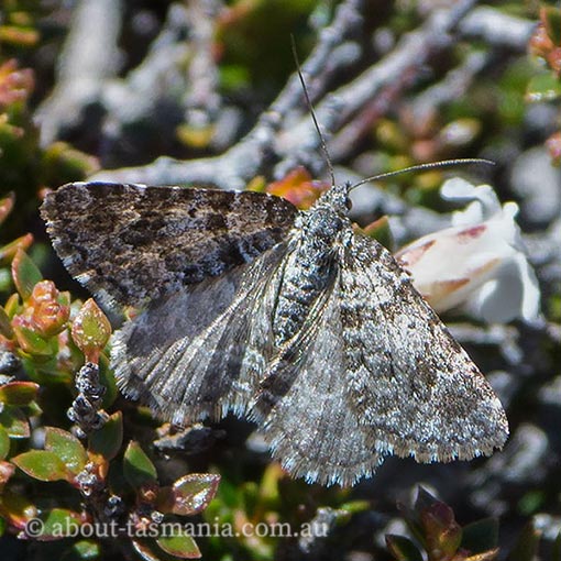 Chrysolarentia bertha, Geometridae, Tasmania, moth