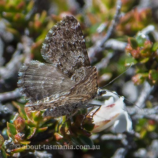 Chrysolarentia bertha, Geometridae, Tasmania, moth