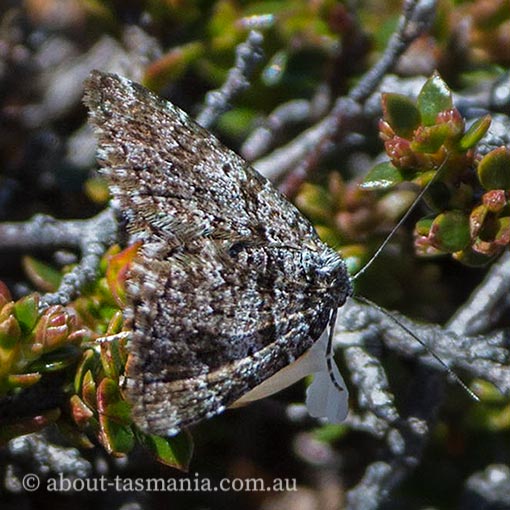 Chrysolarentia bertha, Geometridae, Tasmania, moth