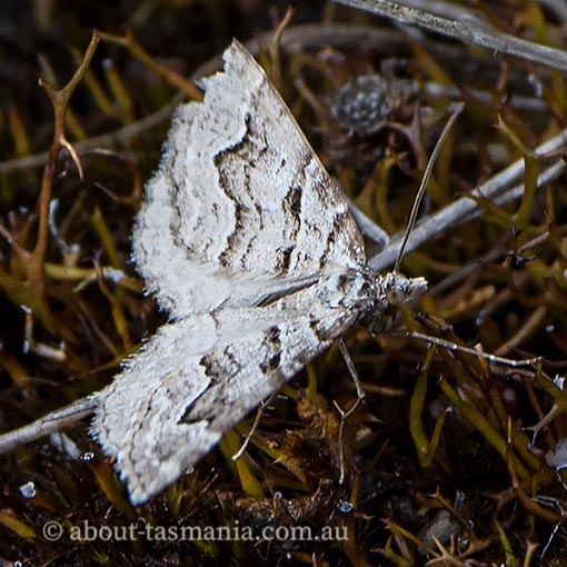 Chrysolarentia psarodes, Geometridae, Tasmania, moth