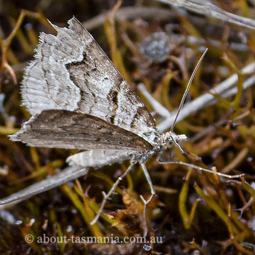Chrysolarentia psarodes, Geometridae, Tasmania, moth