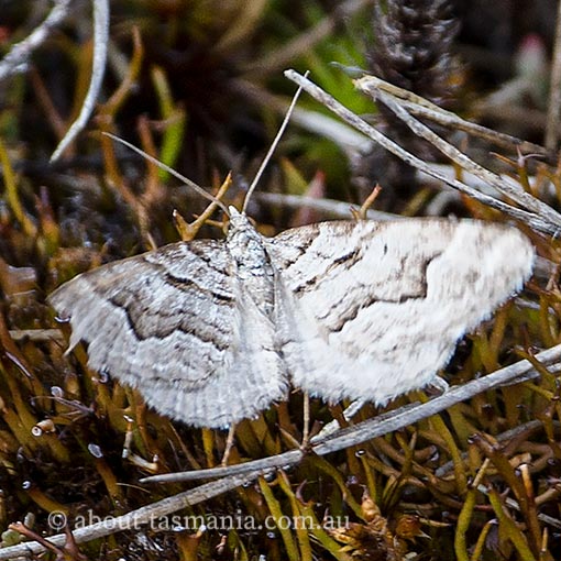Chrysolarentia psarodes, Geometridae, Tasmania, moth