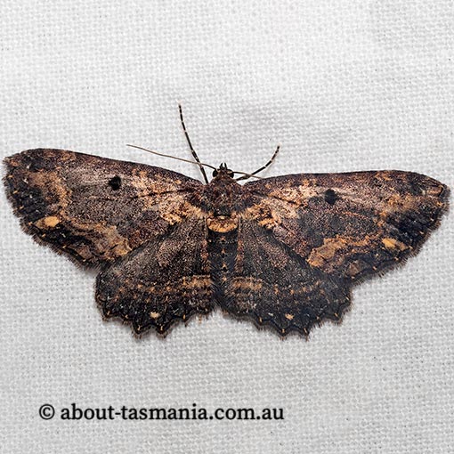 Eccymatoge callizona, white-spotted carpet moth, Geometridae, Tasmania, moth