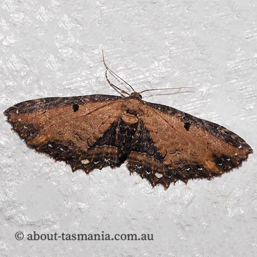 Eccymatoge callizona, white-spotted carpet moth, Geometridae, Tasmania, moth