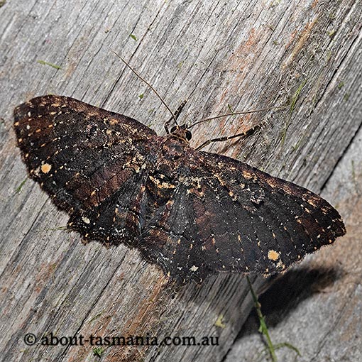 Eccymatoge callizona, white-spotted carpet moth, Geometridae, Tasmania, moth