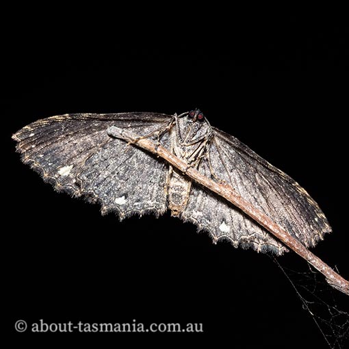 Eccymatoge callizona, white-spotted carpet moth, Geometridae, Tasmania, moth