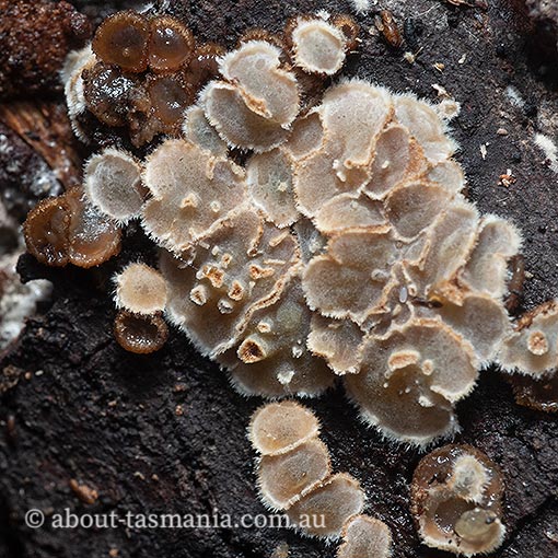 Eichleriella sp., Tasmania, fungi