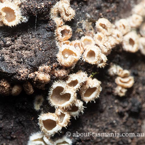 Eichleriella sp., Tasmania, fungi