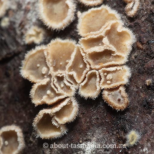 Eichleriella sp., Tasmania, fungi