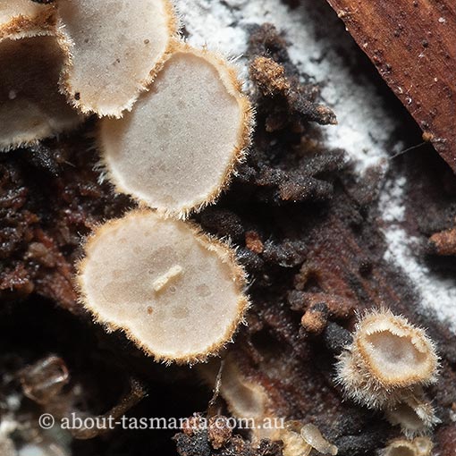Eichleriella sp., Tasmania, fungi
