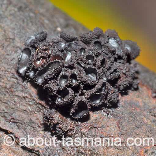 Eichleriella sp., Tasmania, fungi