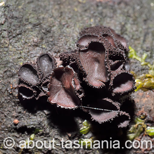 Eichleriella sp., Tasmania, fungi