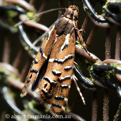 Glyphipterix calliscopa, Glyphipterigidae, Tasmania, moth