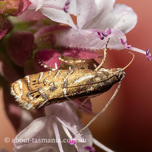 Glyphipterix calliscopa, Glyphipterigidae, Tasmania, moth