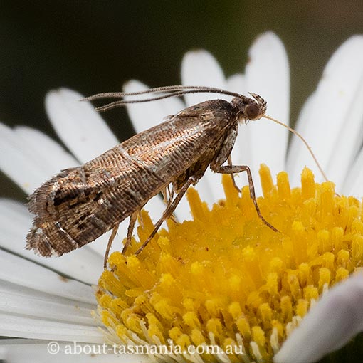 Glyphipterix calliscopa, Glyphipterigidae, Tasmania, moth