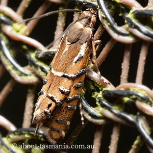 Glyphipterix calliscopa