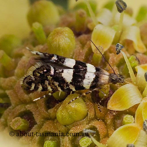 Glyphipterix meteora, Glyphipterigidae, Tasmania, moth