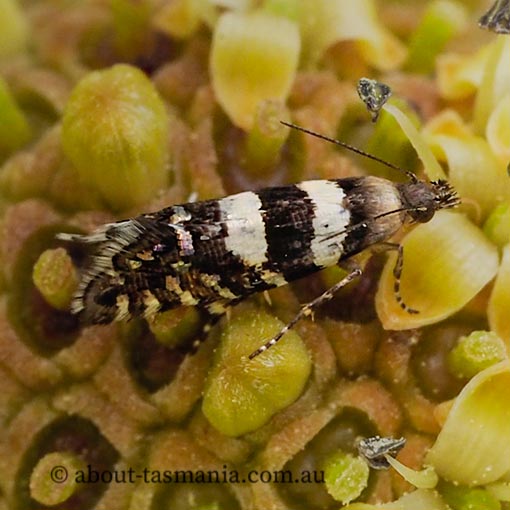 Glyphipterix meteora, Glyphipterigidae, Tasmania,moth