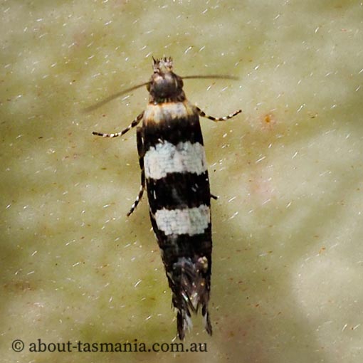 Glyphipterix meteora, Glyphipterigidae, Tasmania, moth