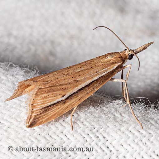 Hednota acontophora, Crambidae, Tasmania, moth