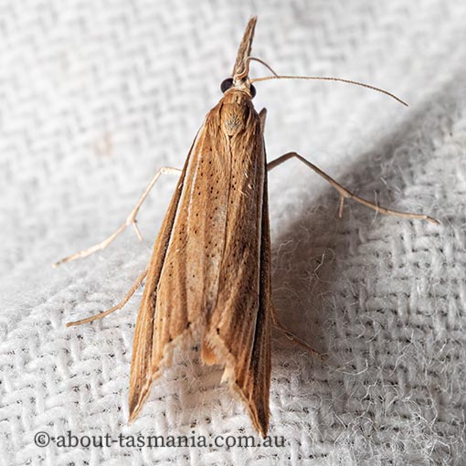 Hednota acontophora, Crambidae, Tasmania, moth