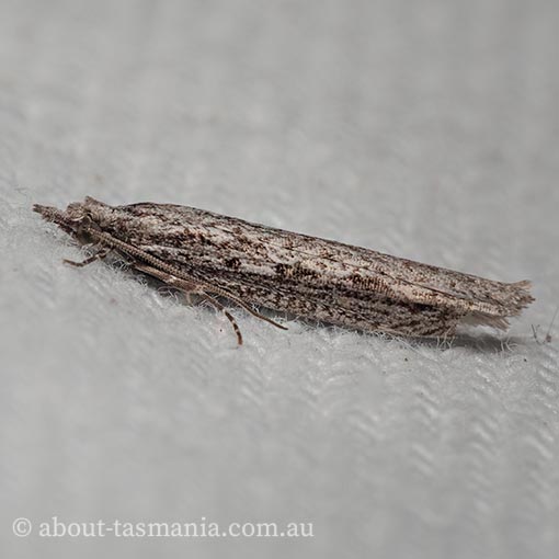 Hermenias rivulifera, Tortricidae, Tasmania, moth