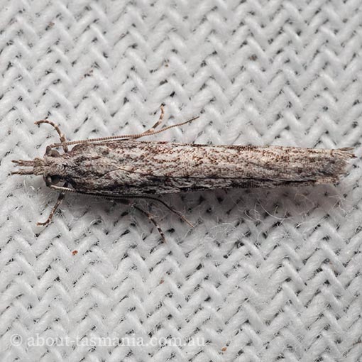 Hermenias rivulifera, Tortricidae, Tasmania, moth