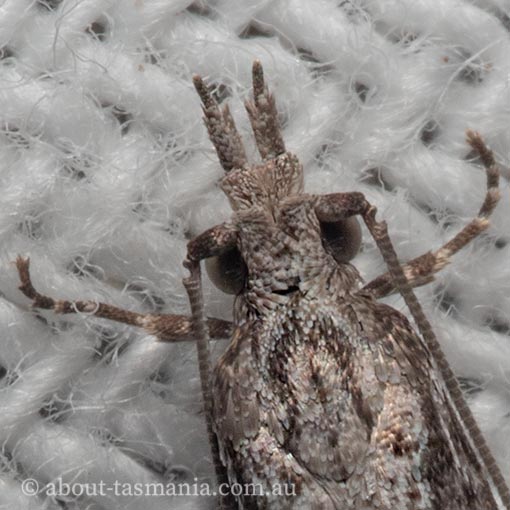 Hermenias rivulifera, Tortricidae, Tasmania, moth