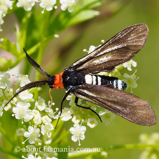 Hestiochora tricolor, Zygaenidae, Tasmania, moth