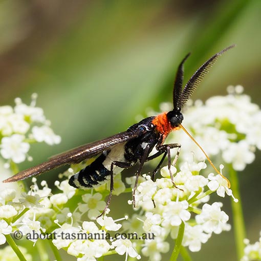 Hestiochora tricolor, Zygaenidae, Tasmania, moth