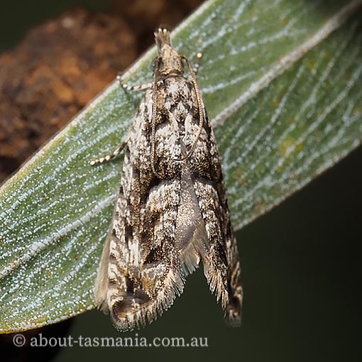 Holocola triangulana, Tortricidae, Tasmania, moth