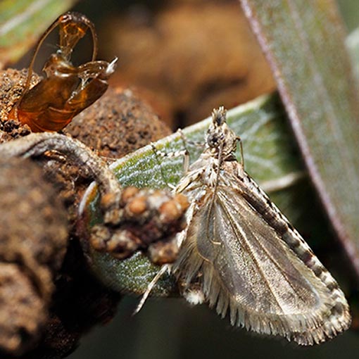 Holocola triangulana, Tortricidae, Tasmania, moth