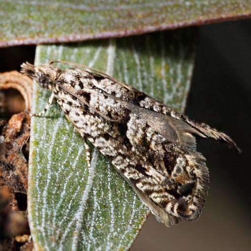 Holocola triangulana, Tortricidae, Tasmania, moth