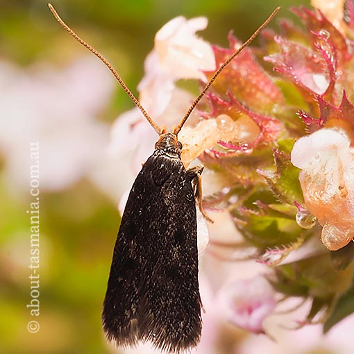 Lecithocera terrigena, Lecithoceridae, Tasmania, moth