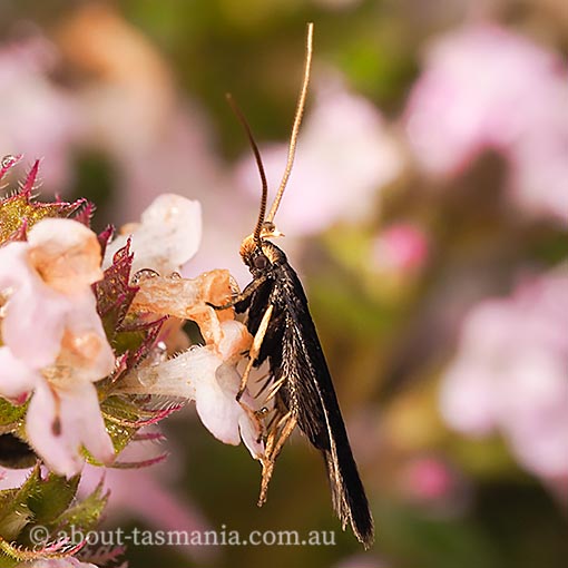 Lecithocera terrigena, Lecithoceridae, Tasmania, moth