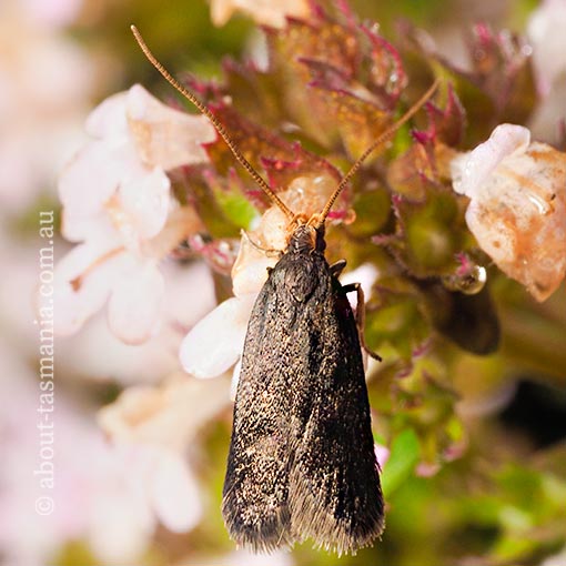 Lecithocera terrigena, Lecithoceridae, Tasmania, moth