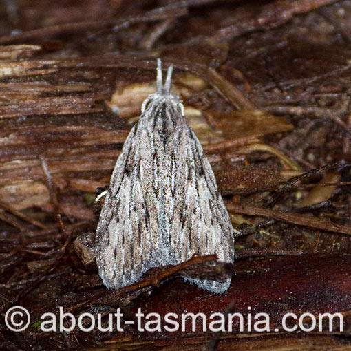 Nola eucolpa, Nolidae, Tasmania, moth