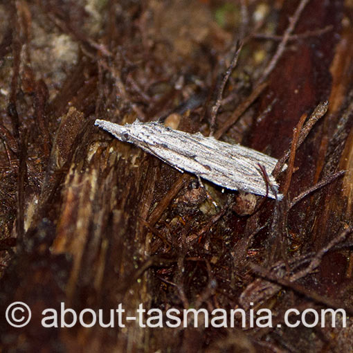 Nola eucolpa, Nolidae, Tasmania, moth