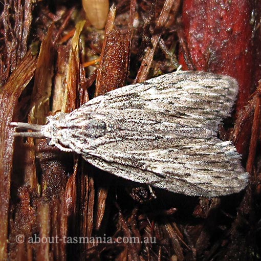 Nola vernalis, Nolidae, Tasmania, moth