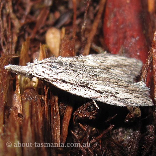 Nola vernalis, Nolidae, Tasmania,  moth
