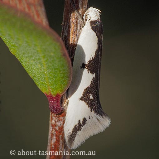 Ocystola crystallina, Oecophoridae, Wingia group, Tasmania, moth