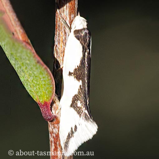 Ocystola crystallina, Oecophoridae, Wingia group, Tasmania, moth