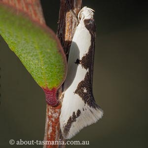 Ocystola crystallina