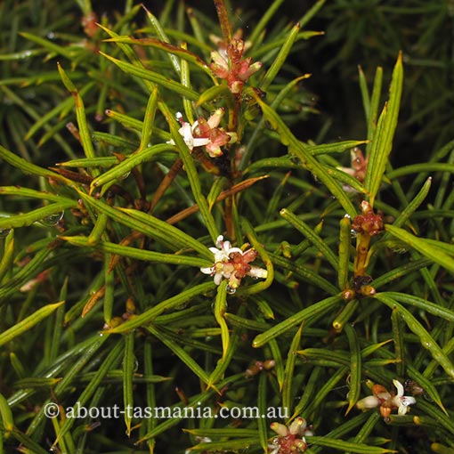 Orites acicularis Tasmania