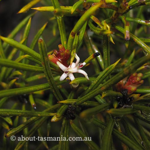 Orites acicularis Tasmania