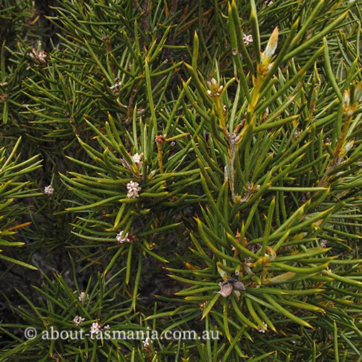 Orites acicularis Tasmania