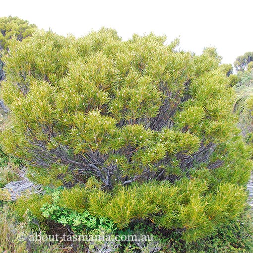 Orites acicularis Tasmania