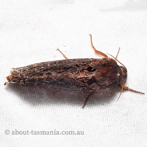 Oxycanus sphragidias, Hepialidae, Tasmania, moth